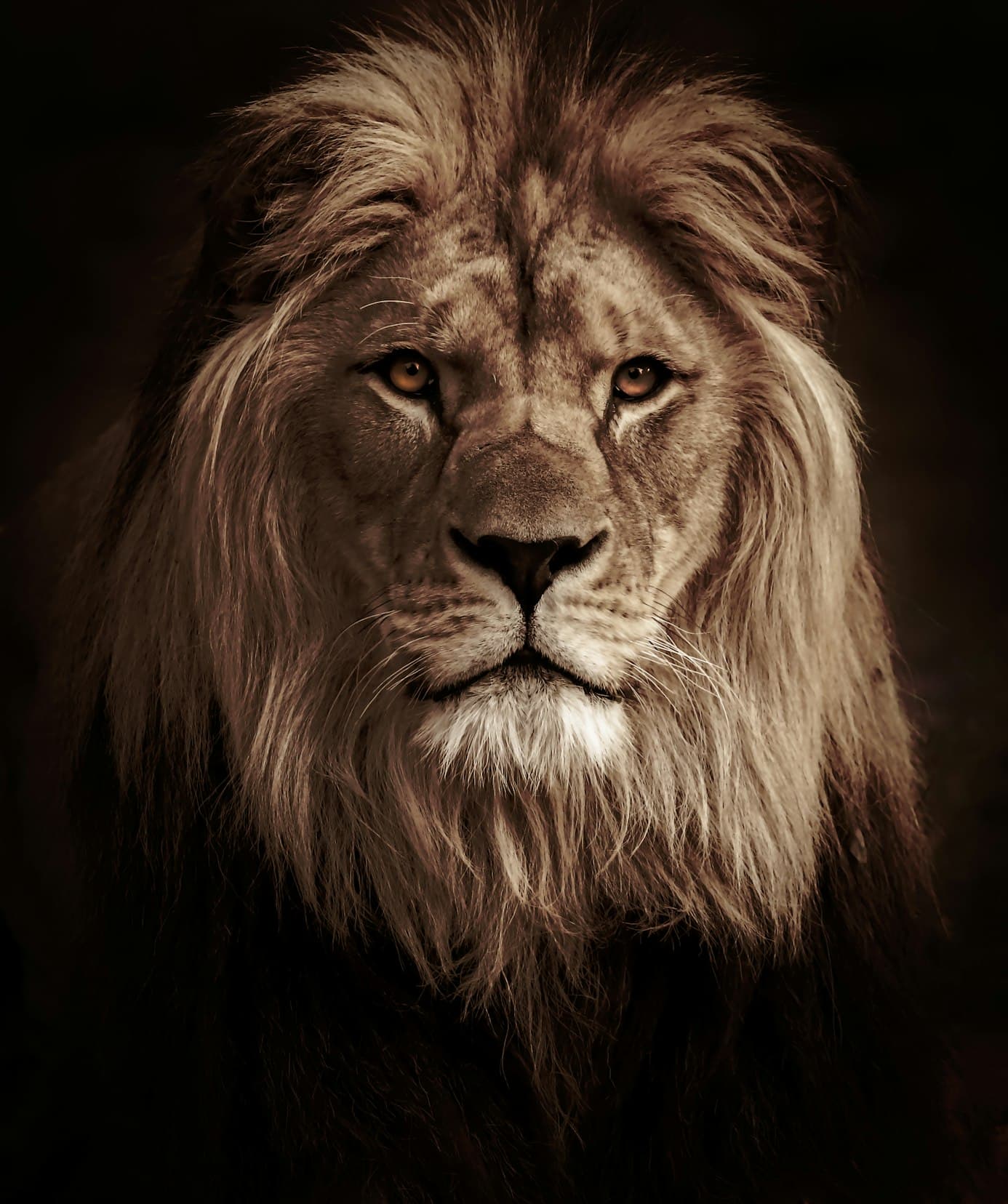 Adult male lion