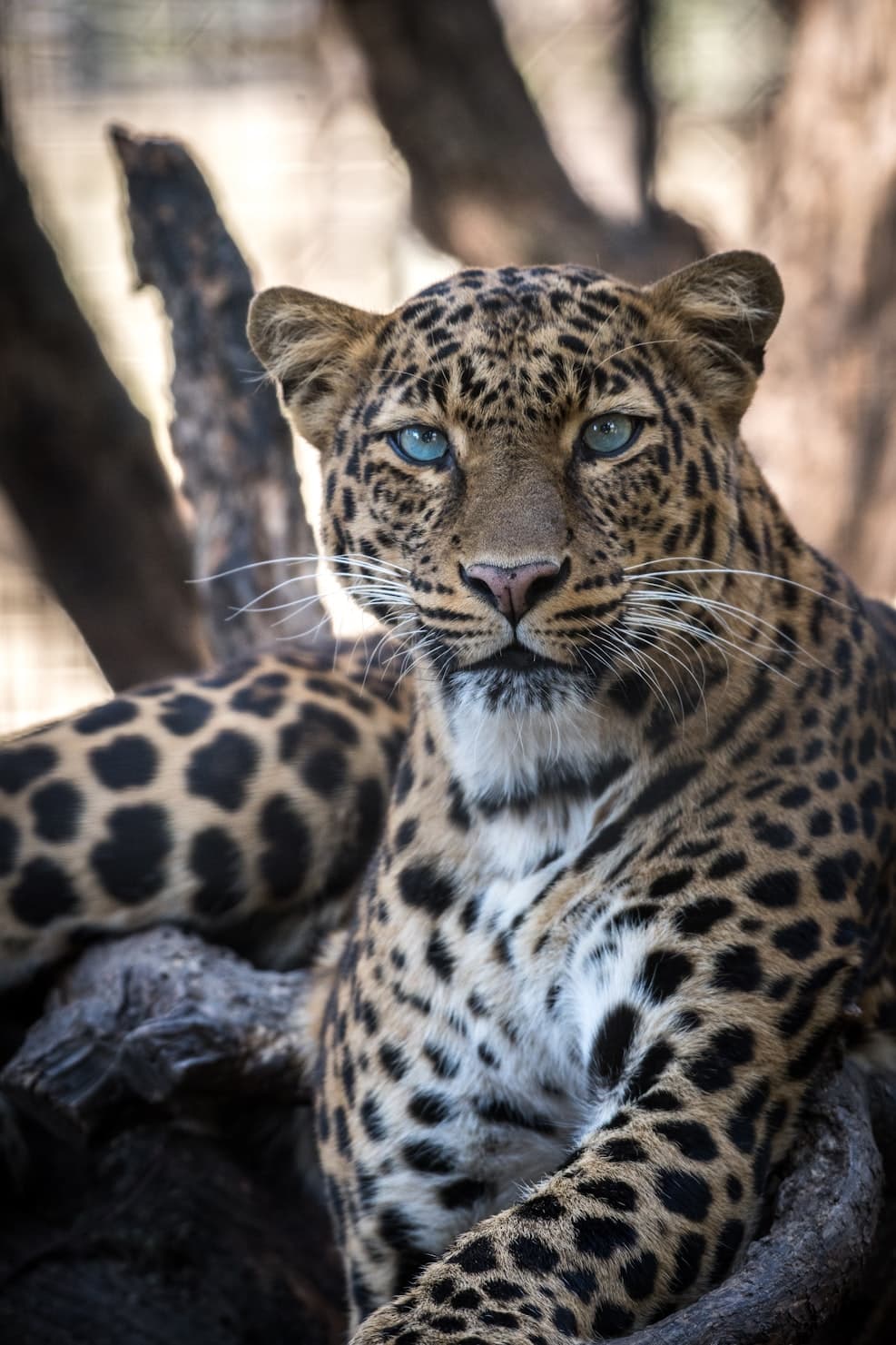 Leopard resting on a tree branch