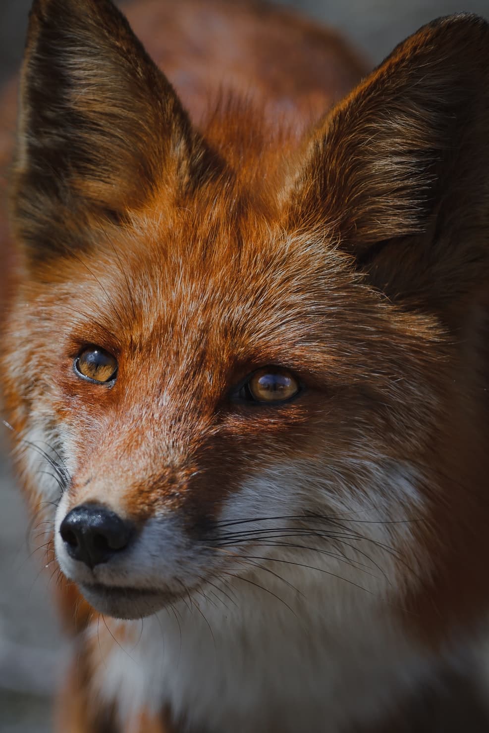 Red fox in the wild