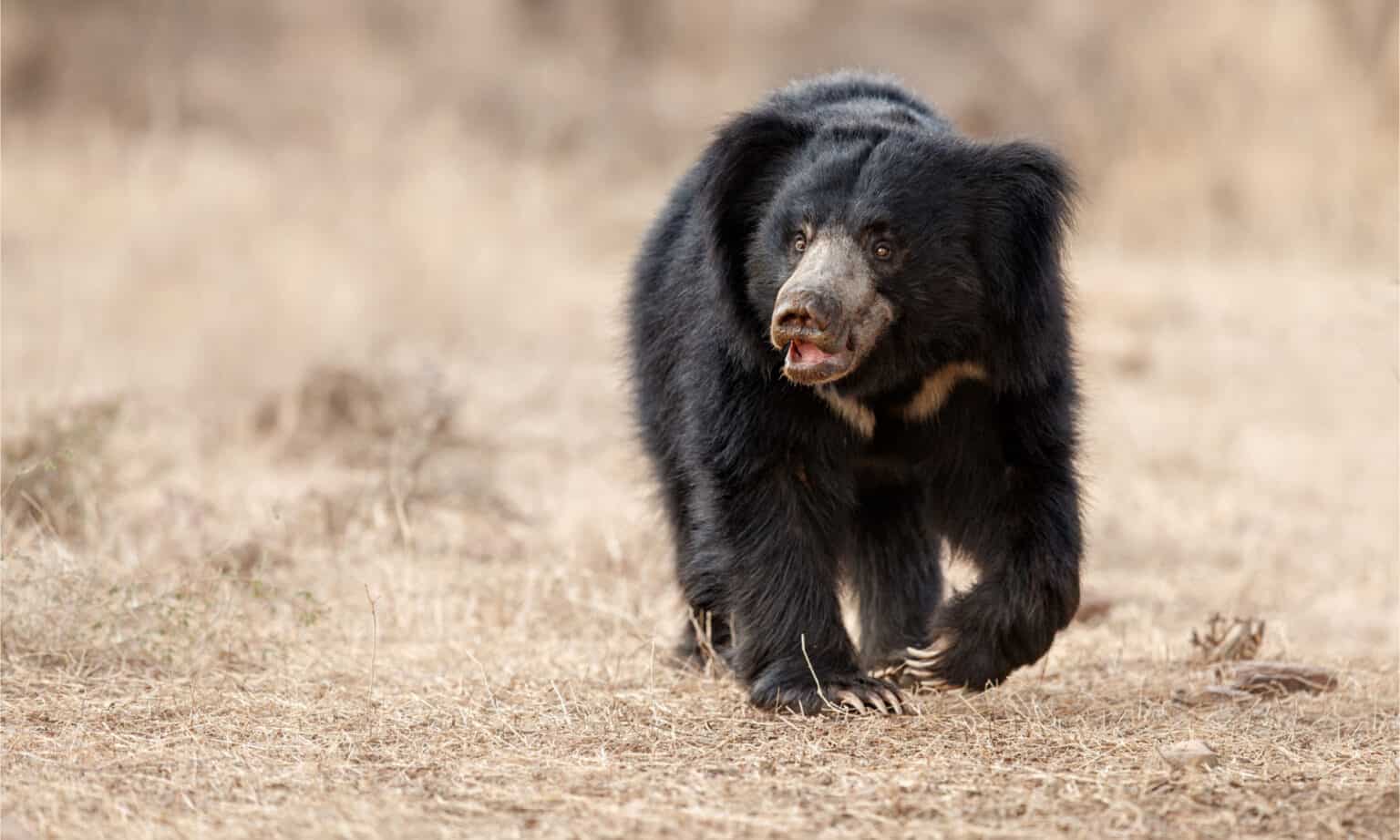 sloth bear walking on grassland
