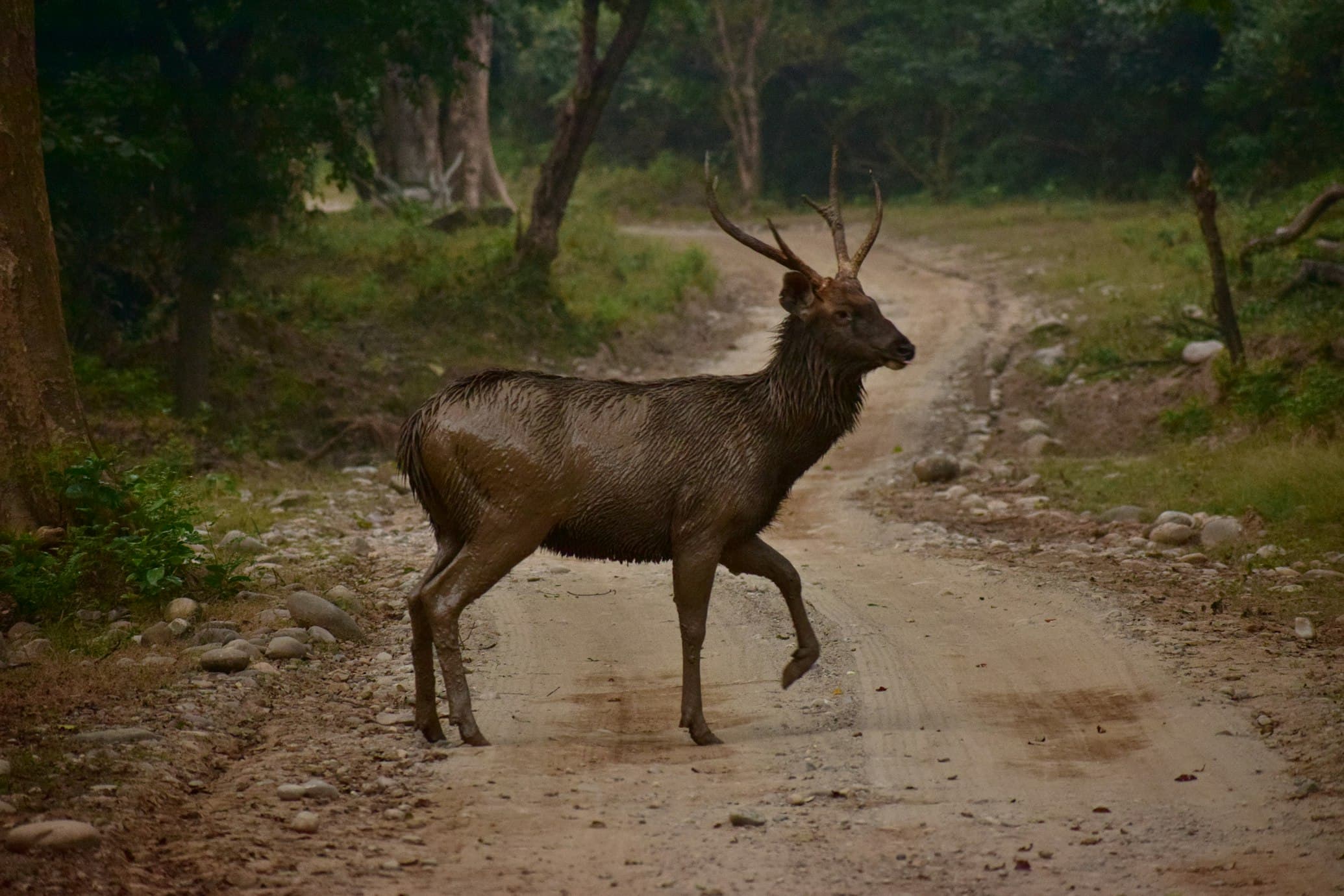 brown-deer-on-brown-soil