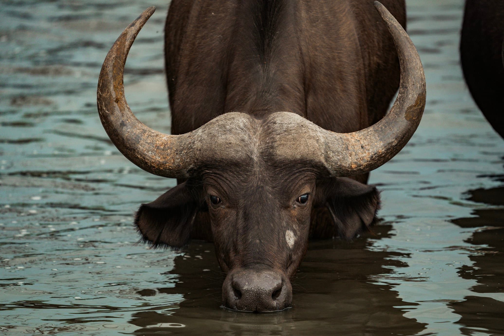 Wild water buffalo