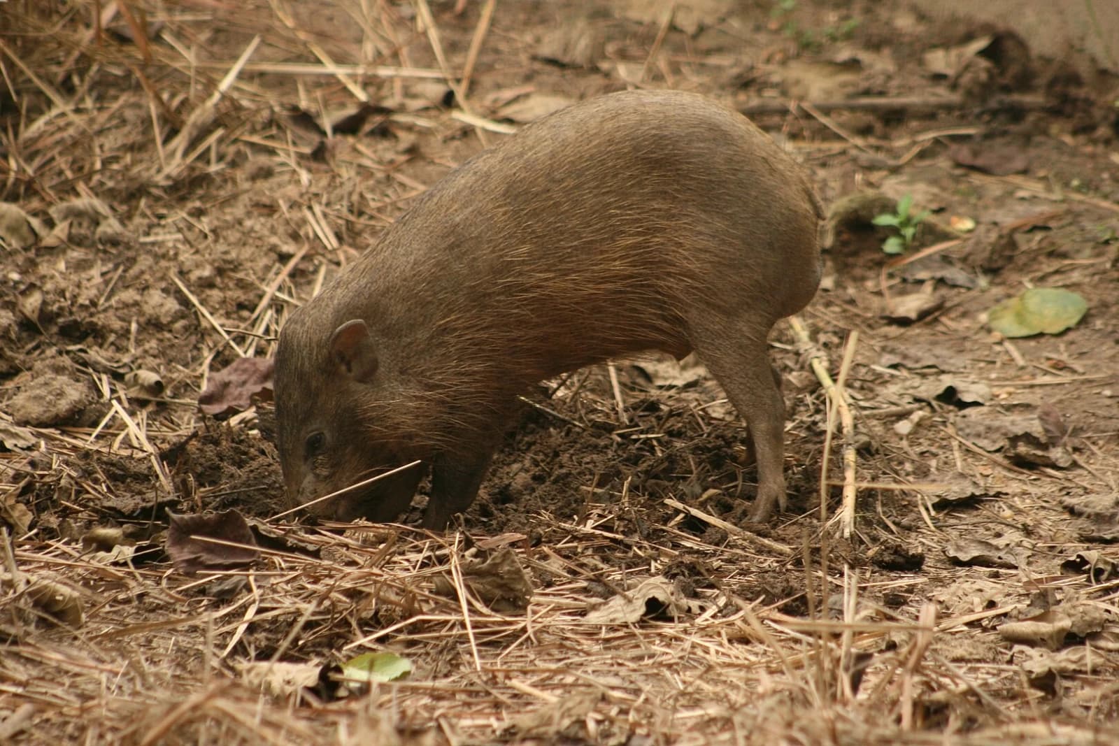 Pygmy Hog