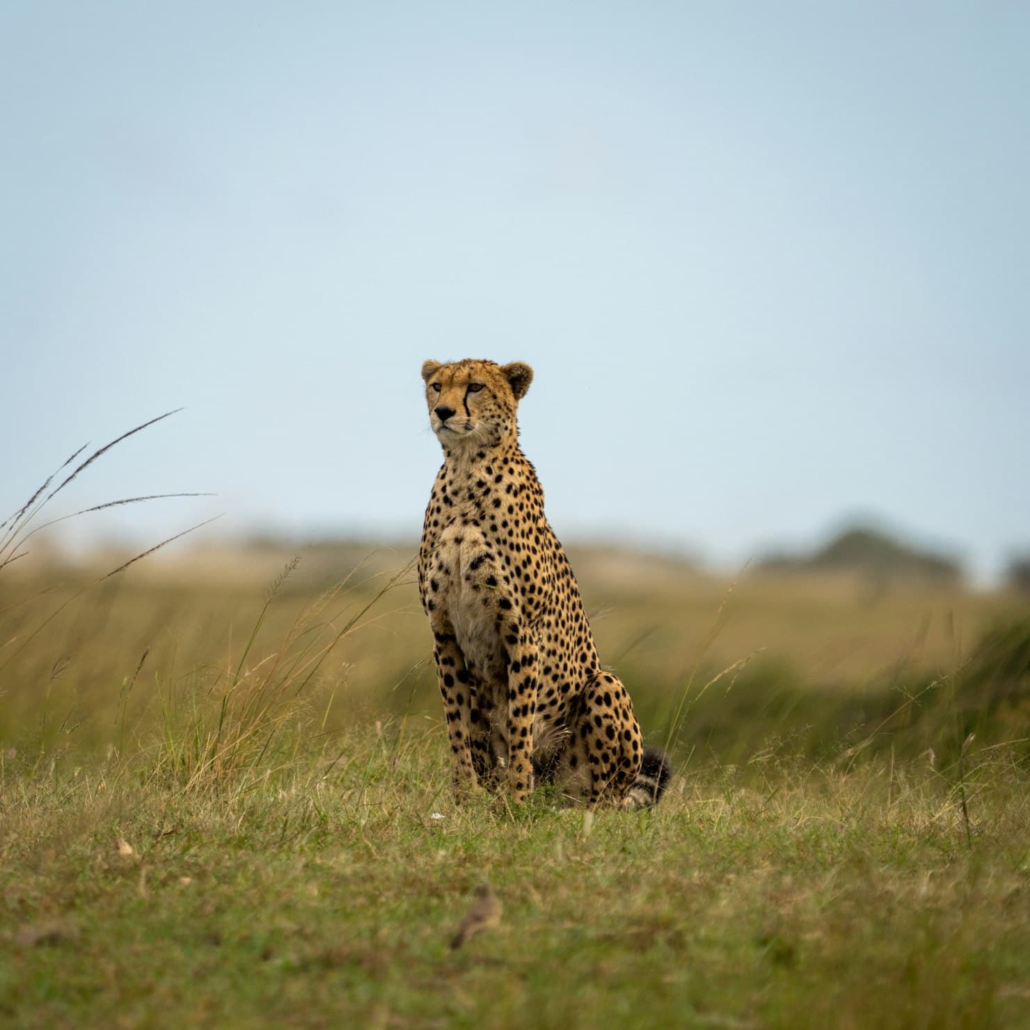 Cheetah in natural habitat