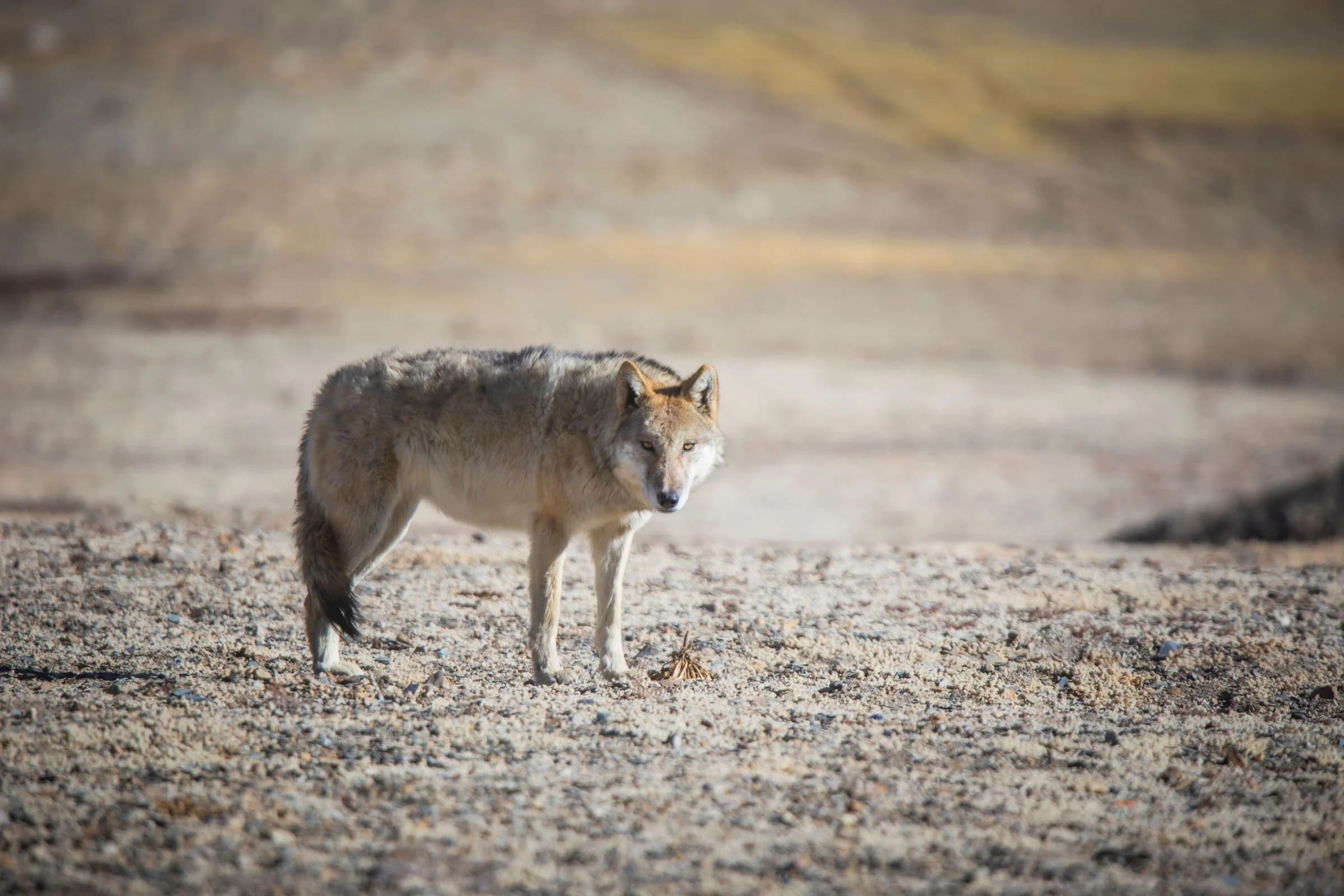 Tibetan Wolf