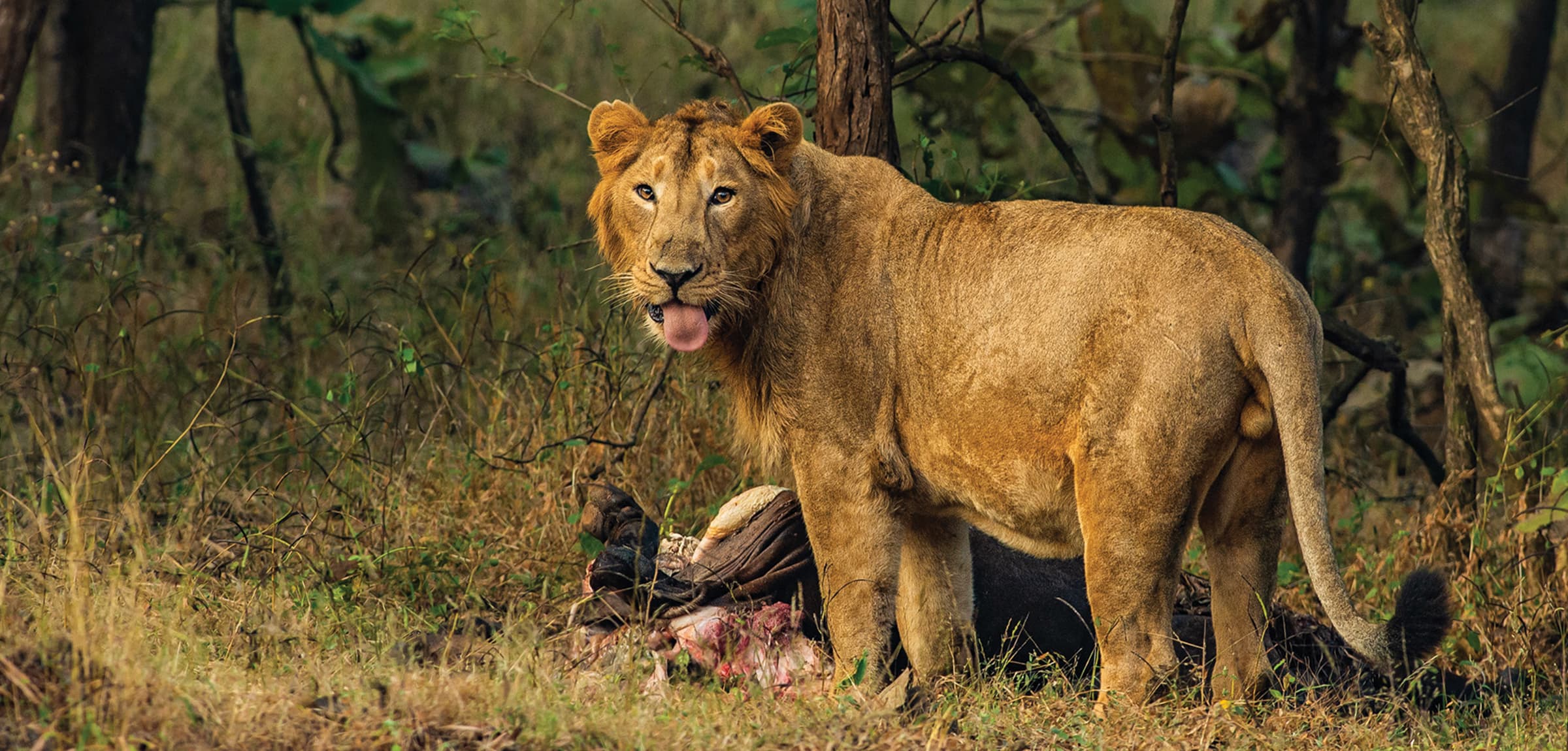 Gir National Park