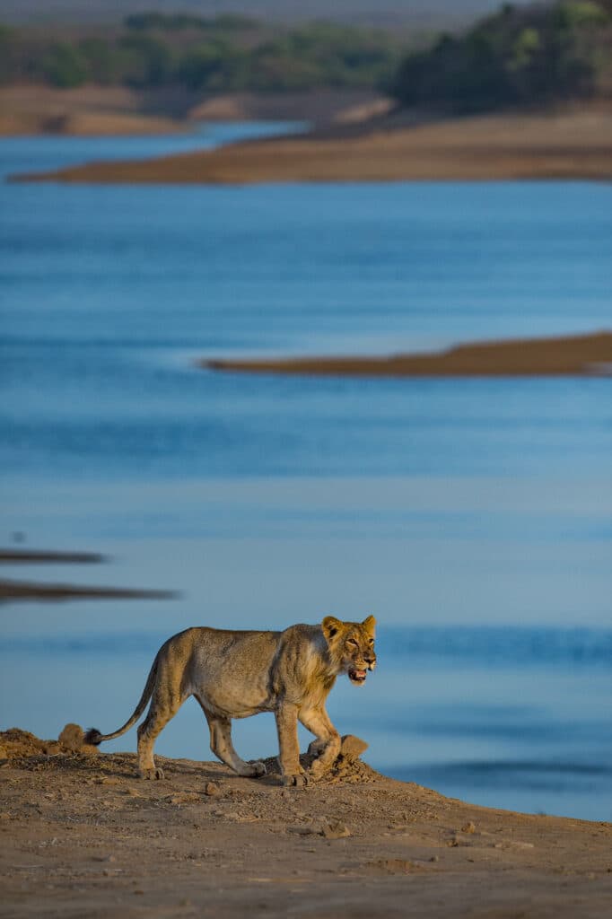 Gir National Park