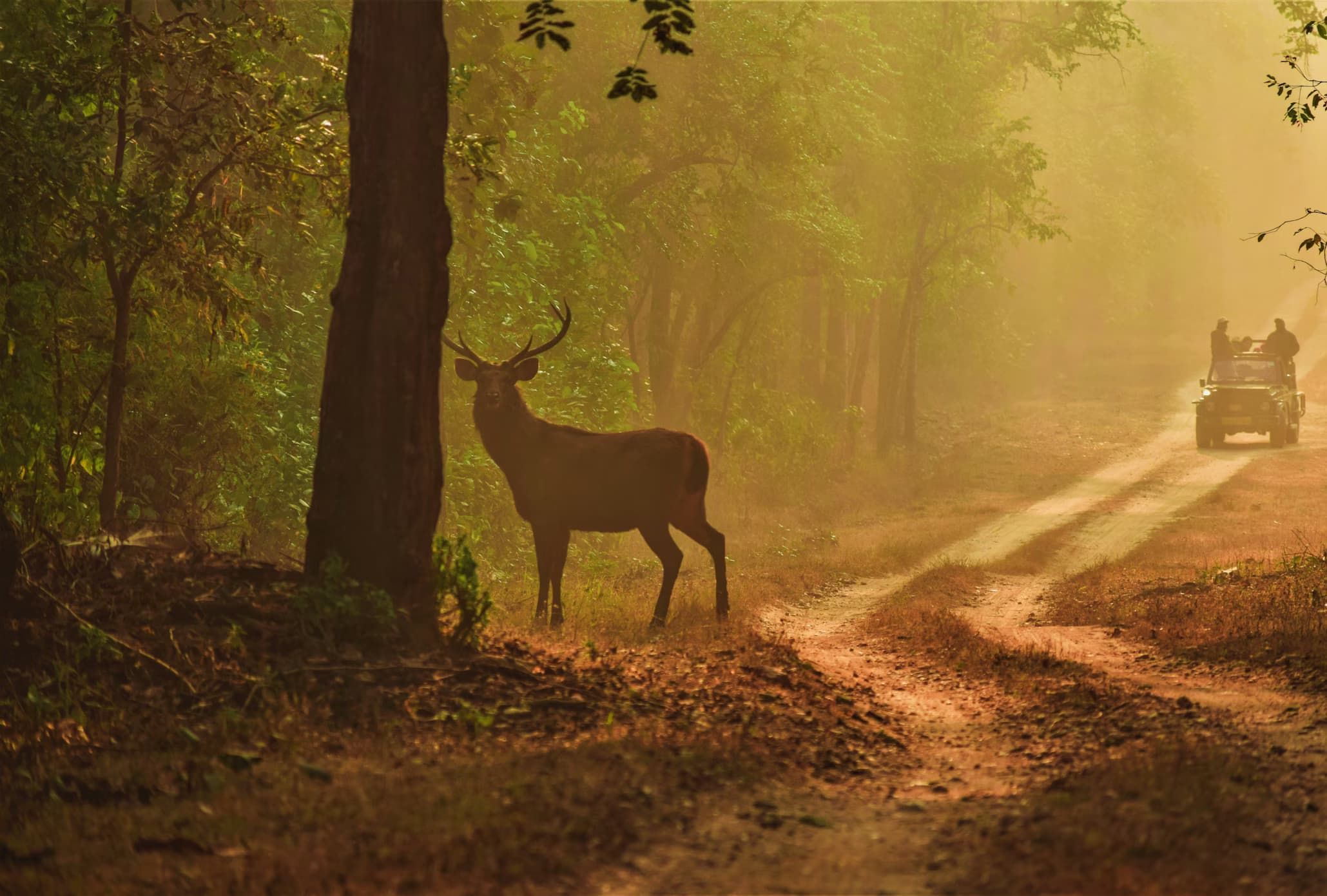 Kanha National Park