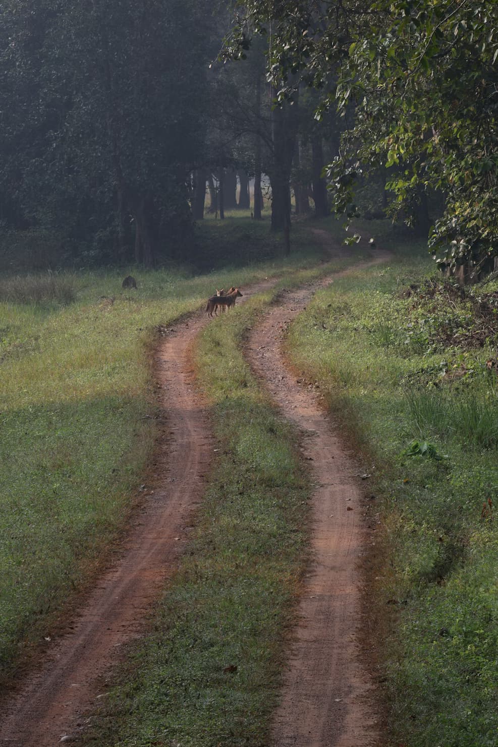 Kanha National Park