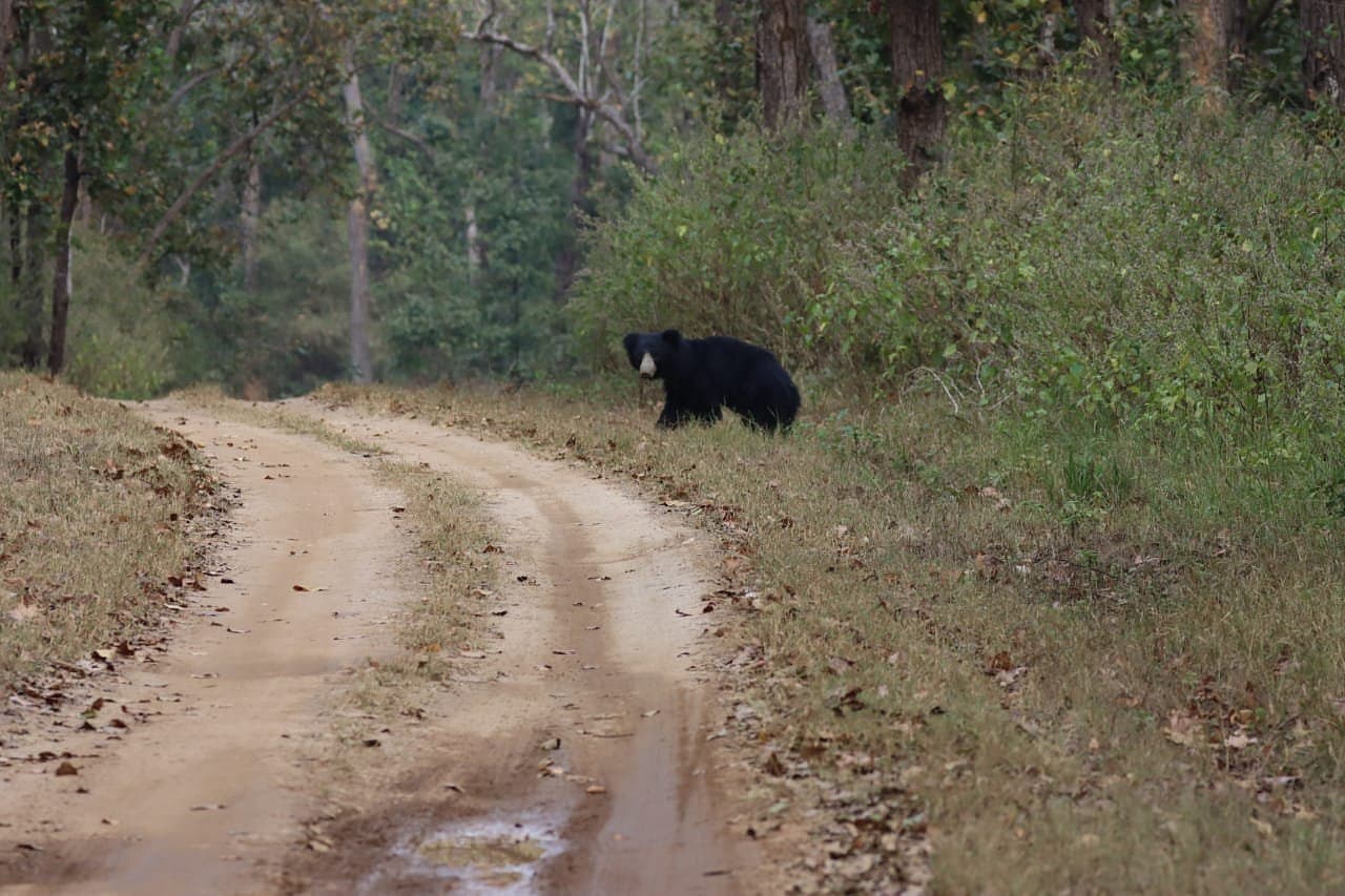 Kanha National Park