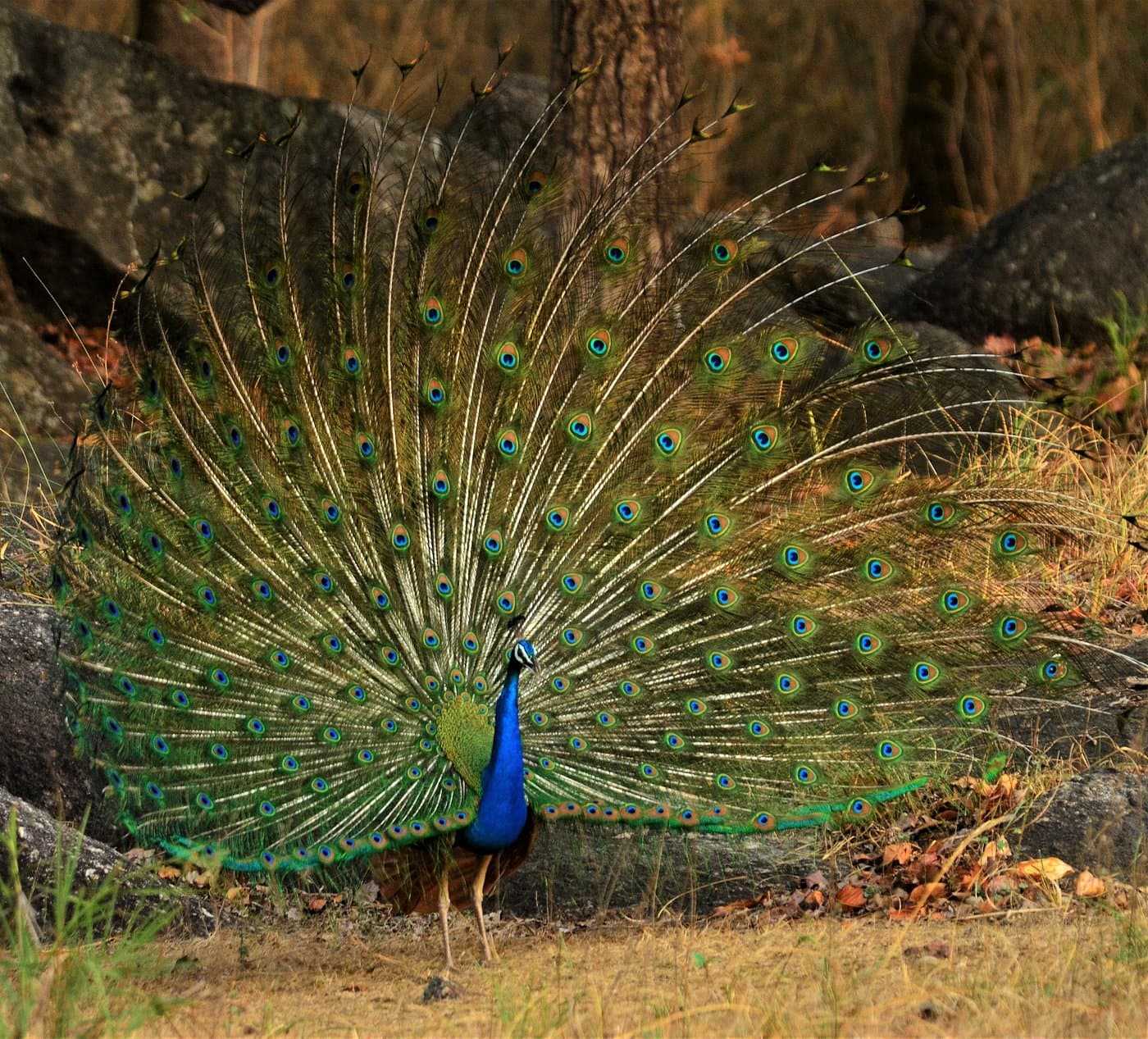 Kanha National Park