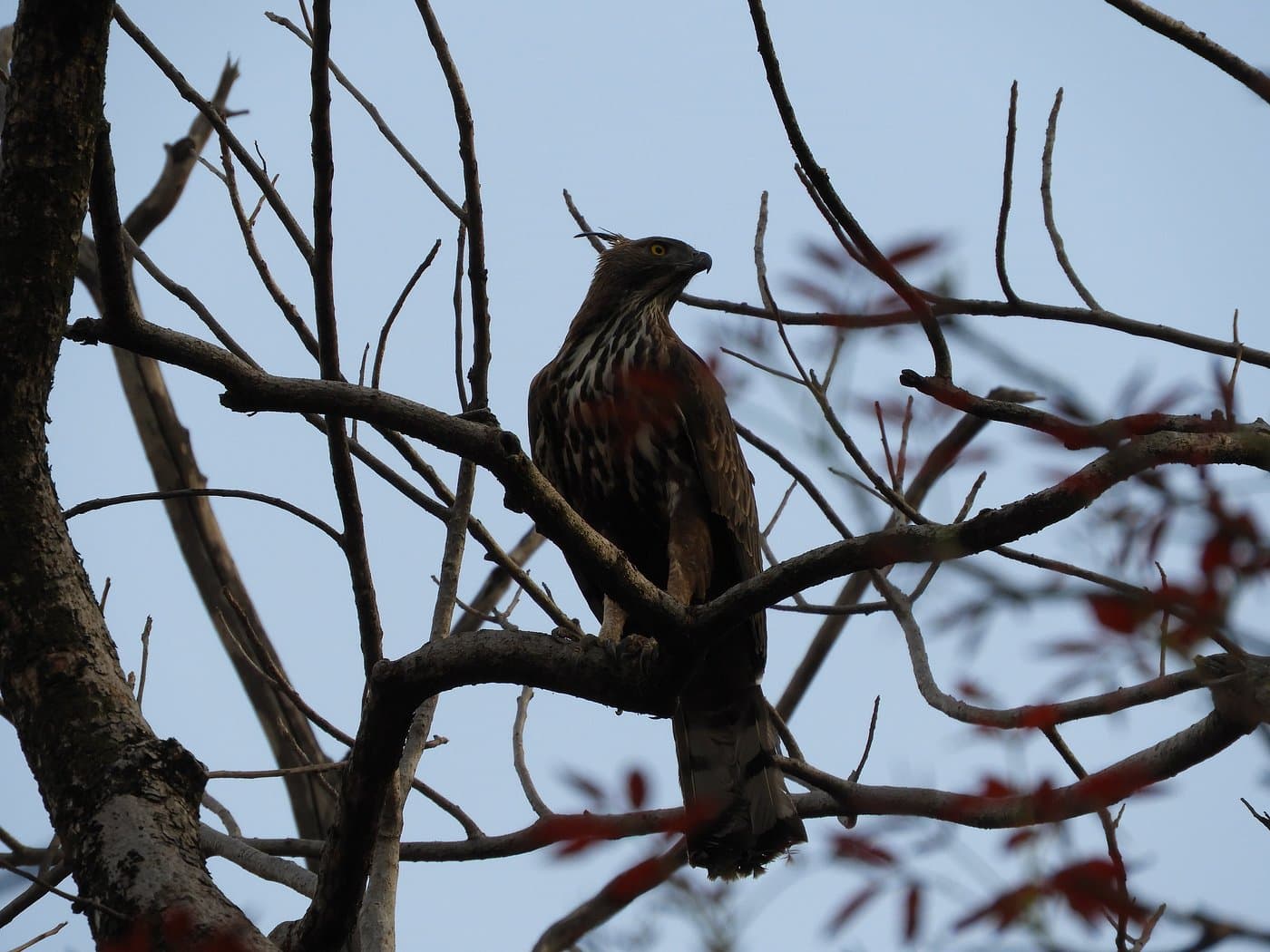 Pench National Park