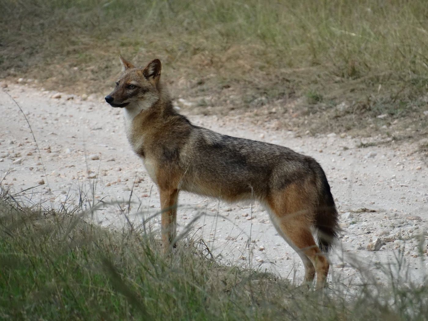 Pench National Park