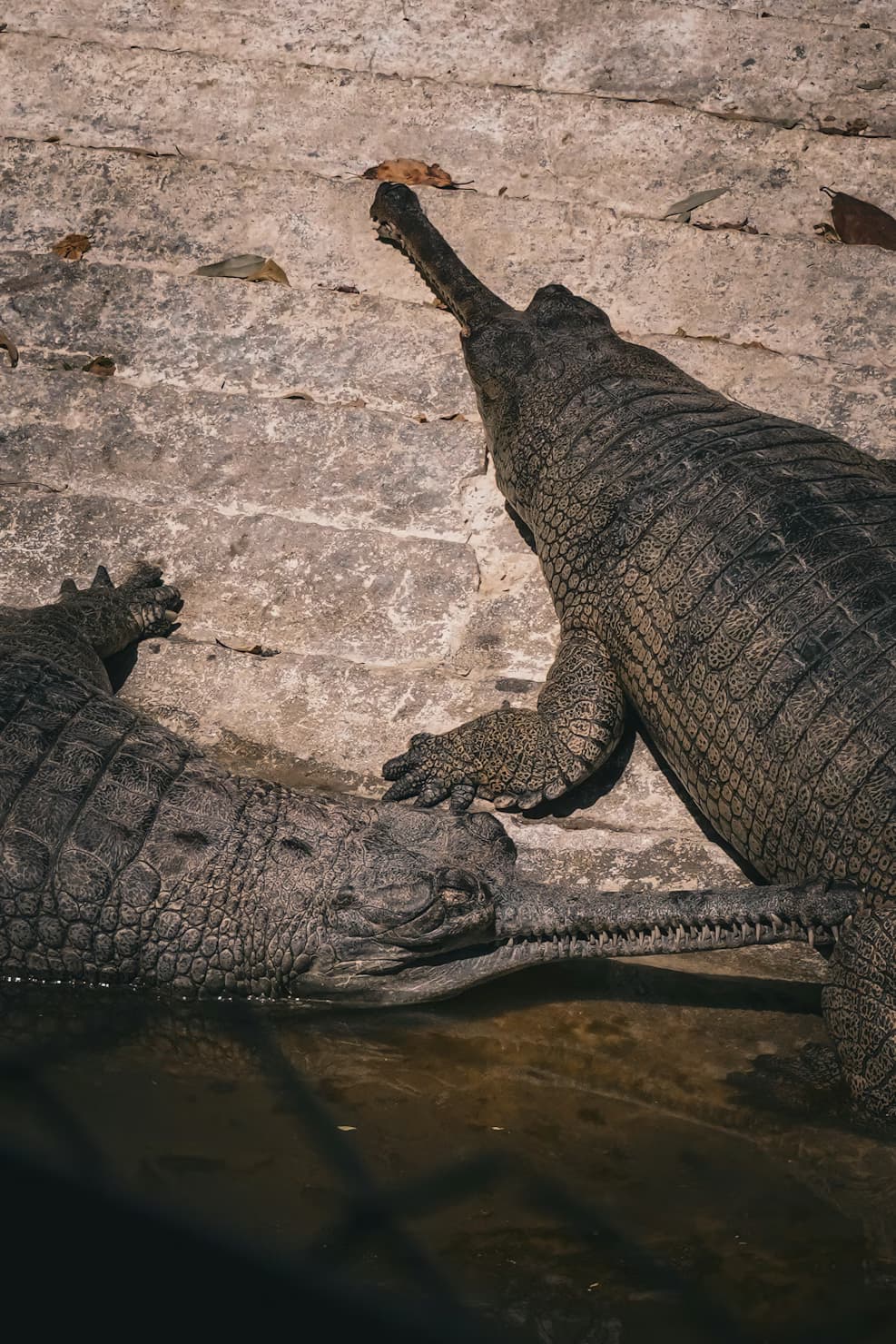 Gharial