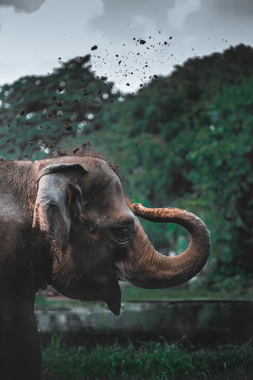 asian elephant taking mud bath