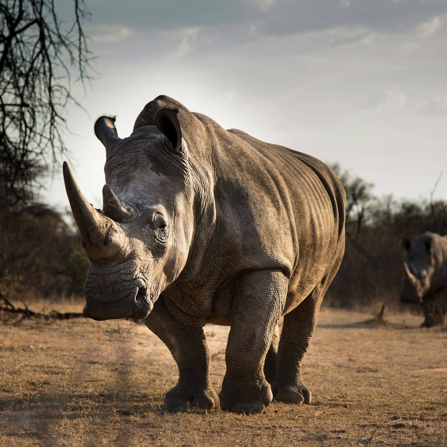 wild-great-one-horned-rhinoceros-is-standing-on-the-road-in-india-kaziranga-national