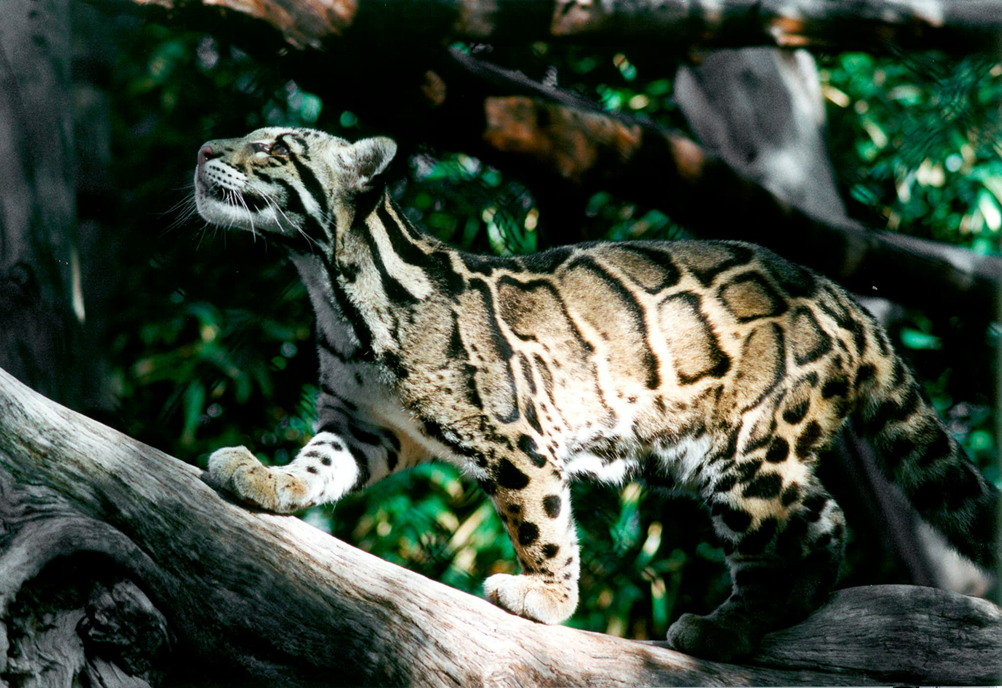 brown-and-black-leopard-on-brown-wooden