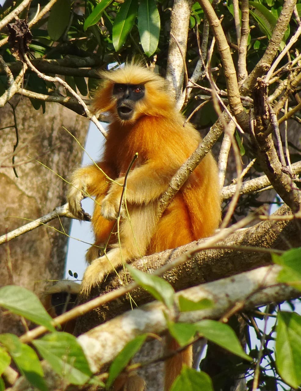 golden-langur