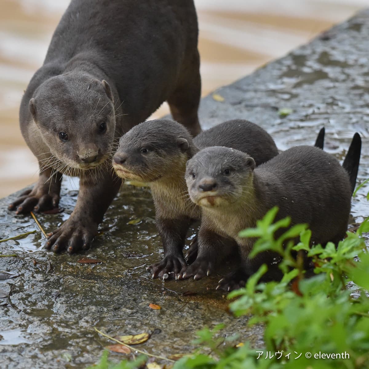 Smooth-coated Otter