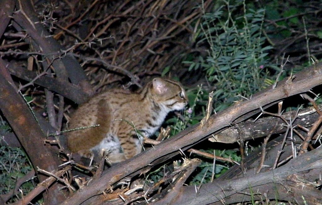 Rusty-spotted Cat