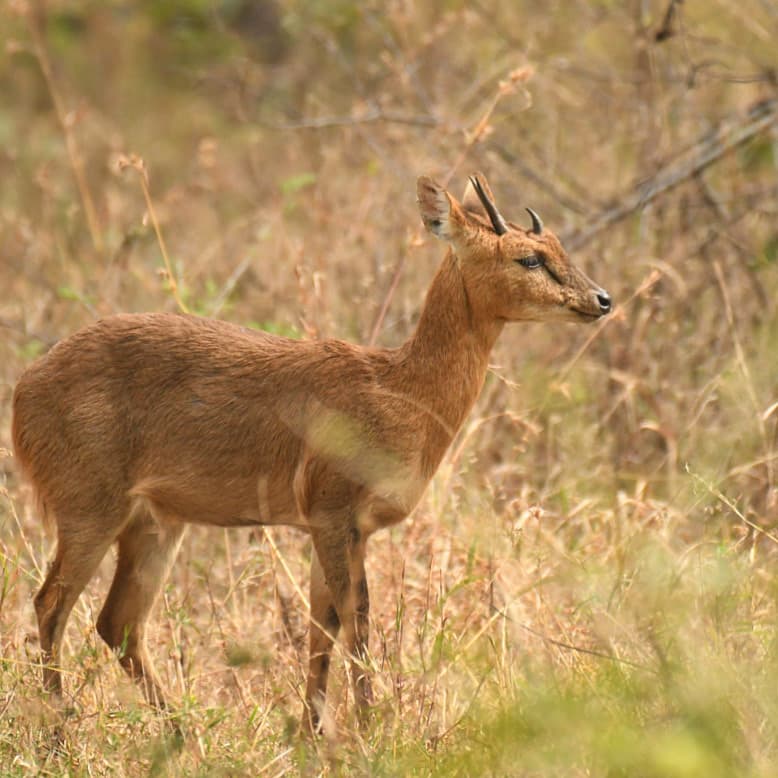 Four-horned Antelope