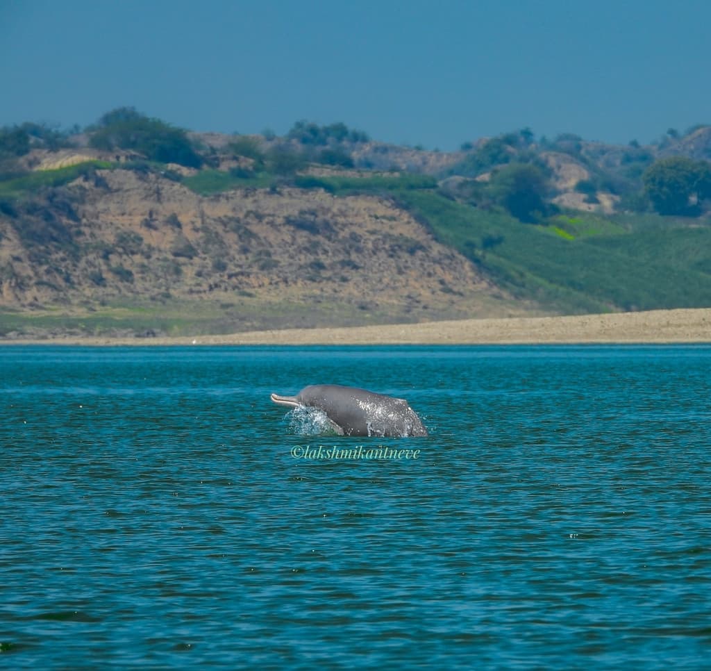 Gangetic Dolphin
