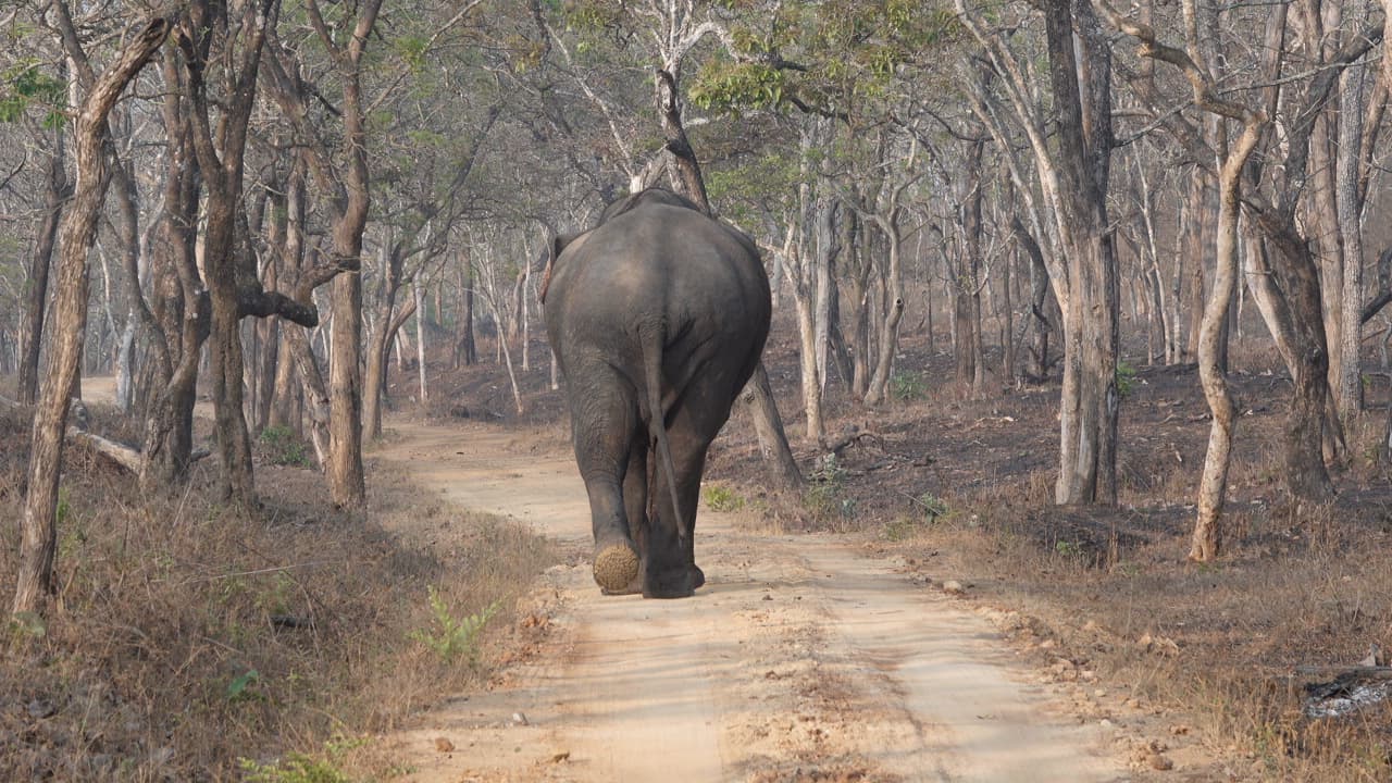 Bandipur National Park