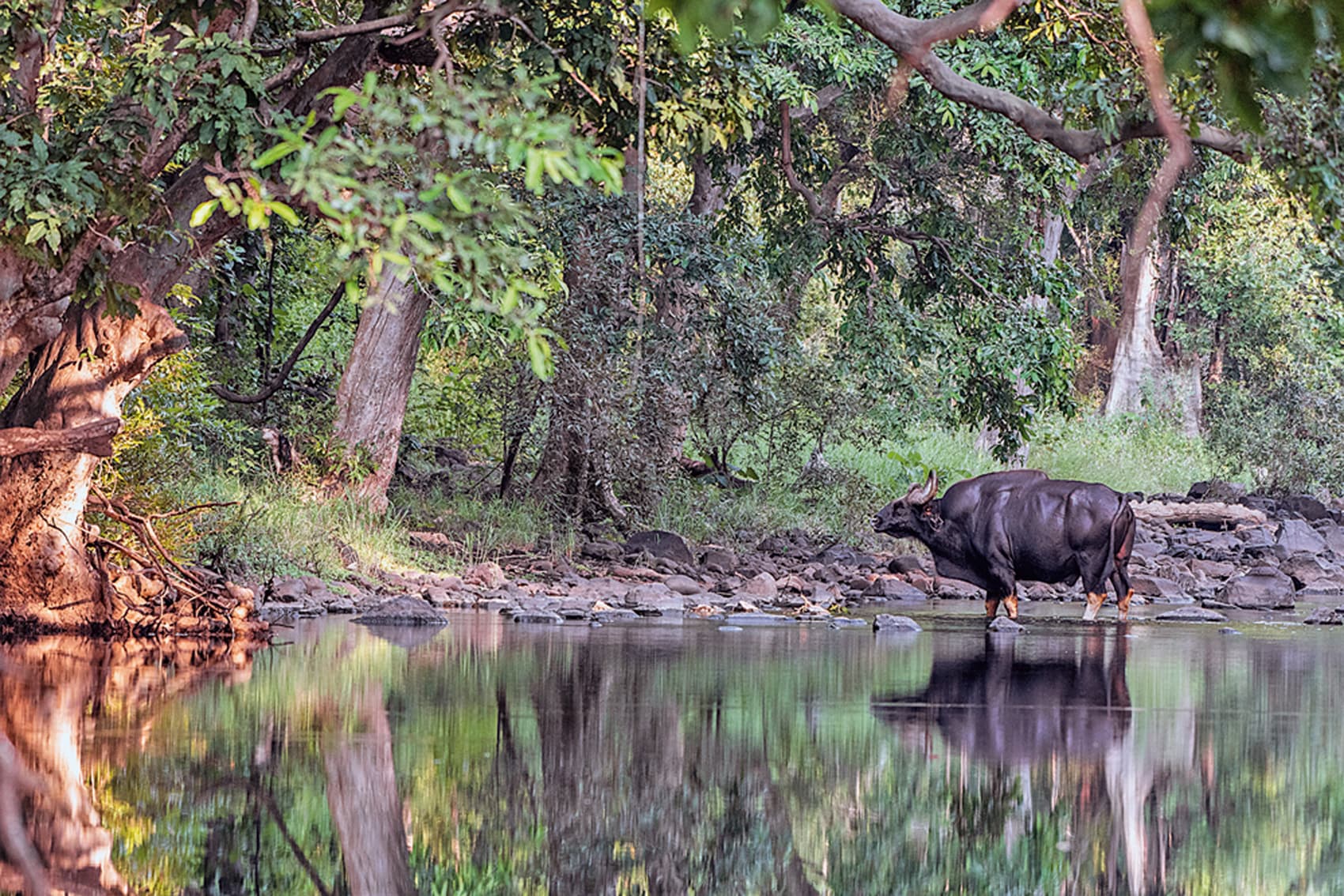 Melghat Tiger Reserve