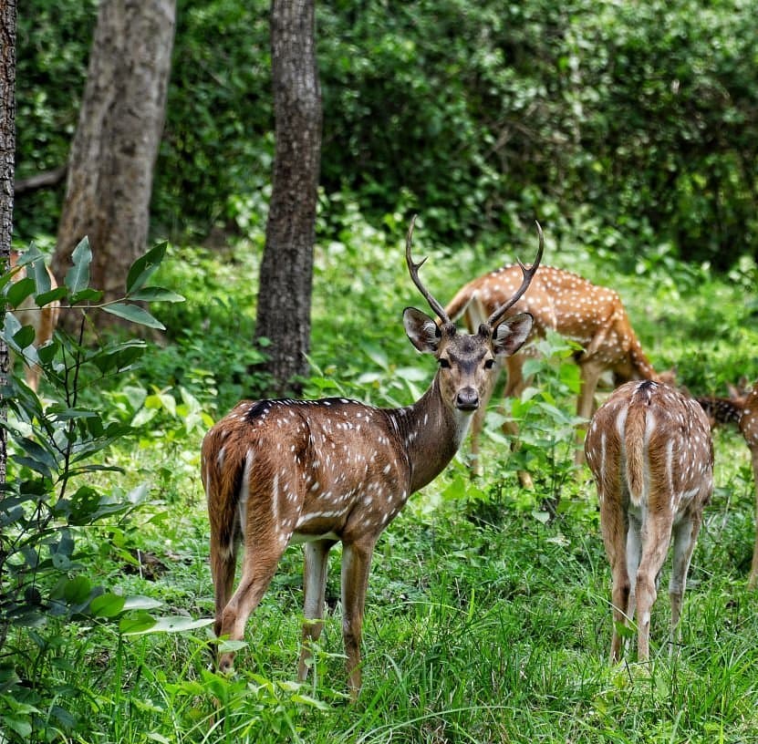 Mudumalai National Park