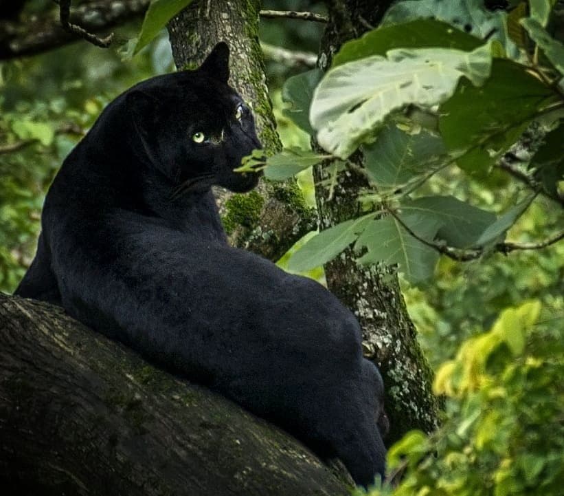 Nagarhole National Park