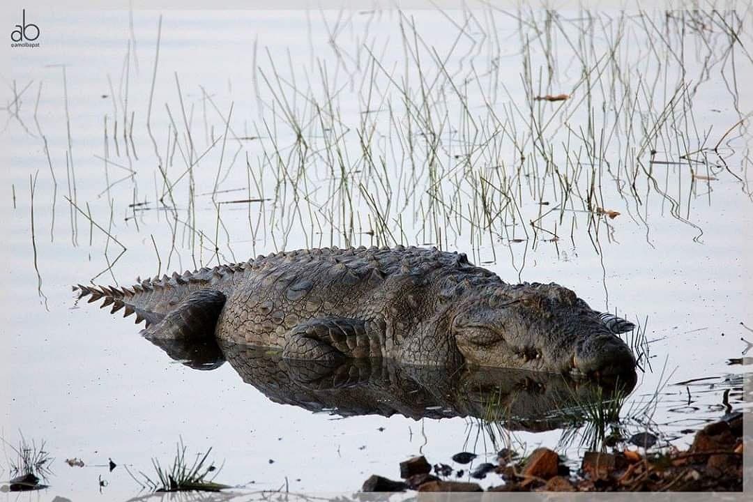 Tadoba-Andhari Tiger Reserve