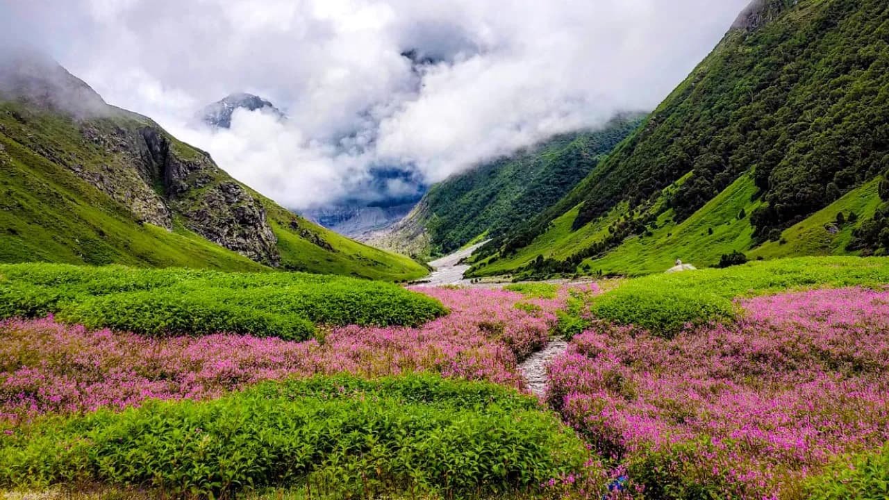 Valley of Flowers National Park