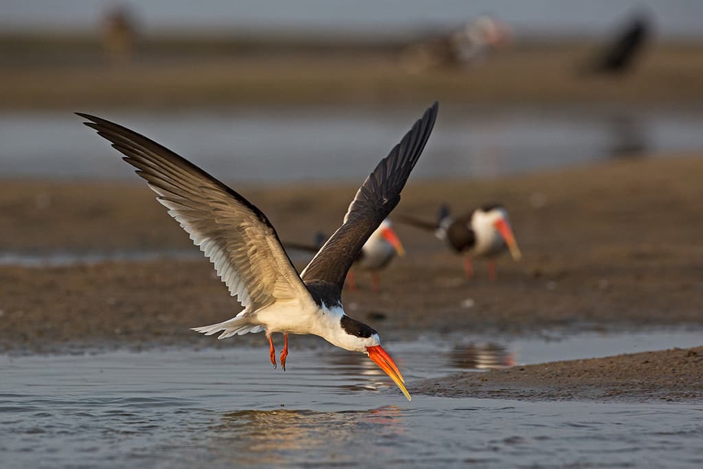 Indian Skimmer