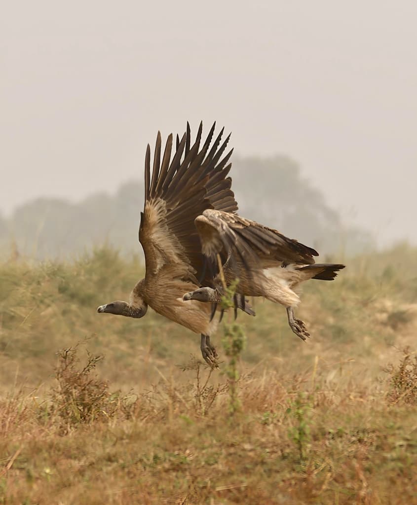 Indian Vulture