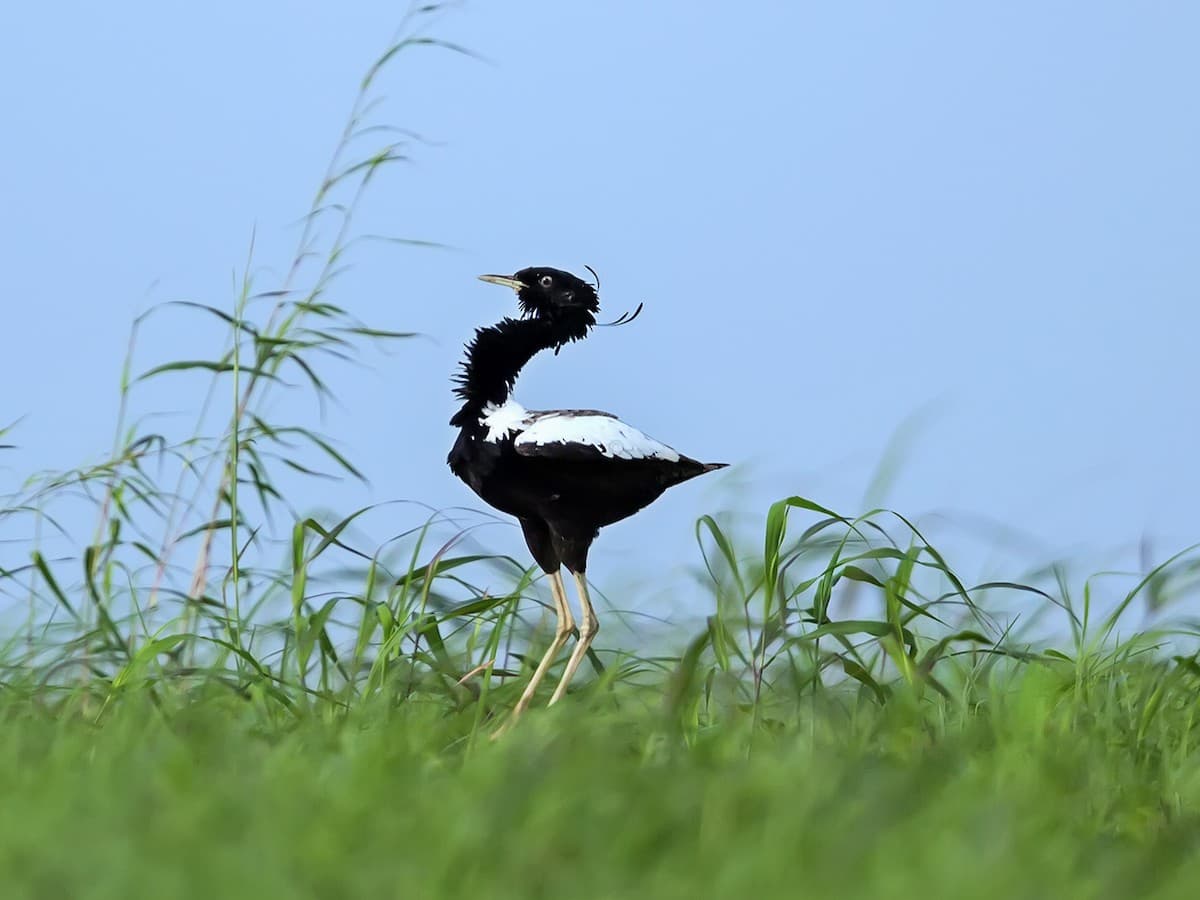 Lesser Florican