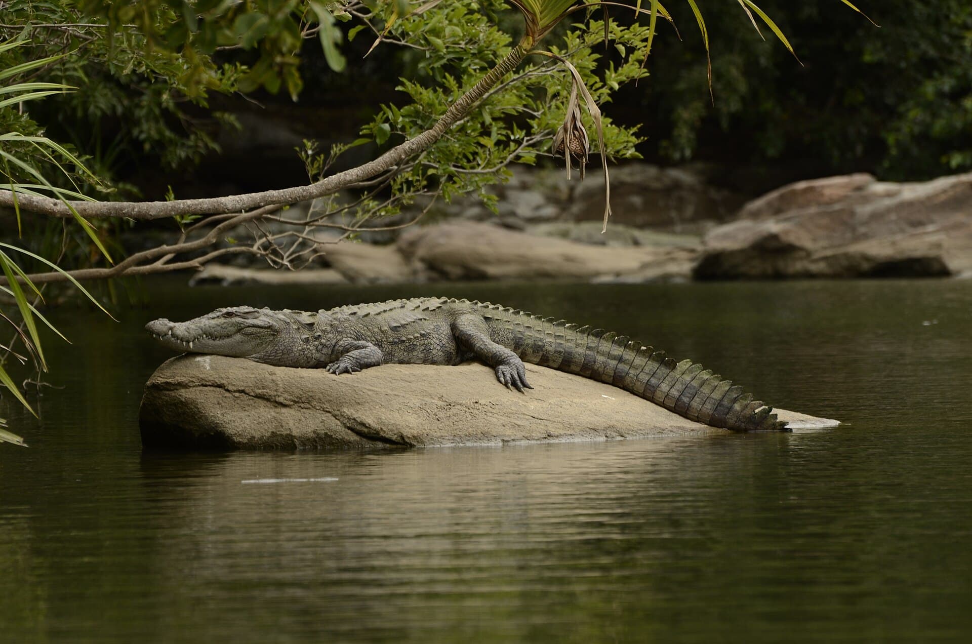 Mugger Crocodile