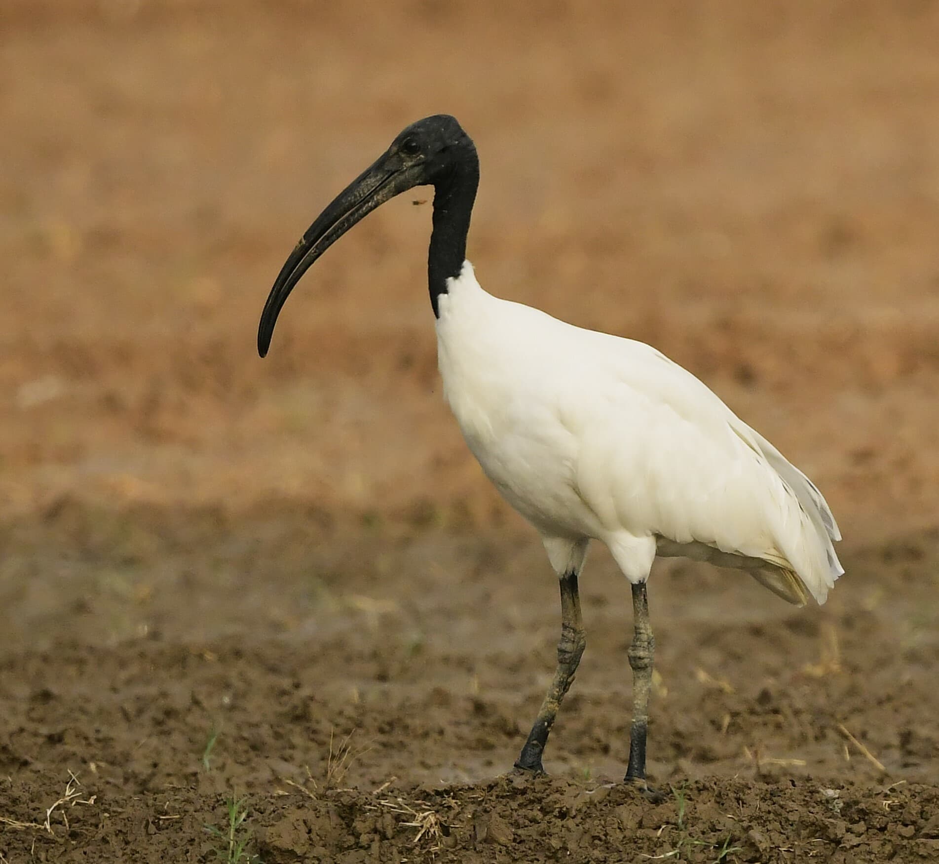 Oriental White Ibis