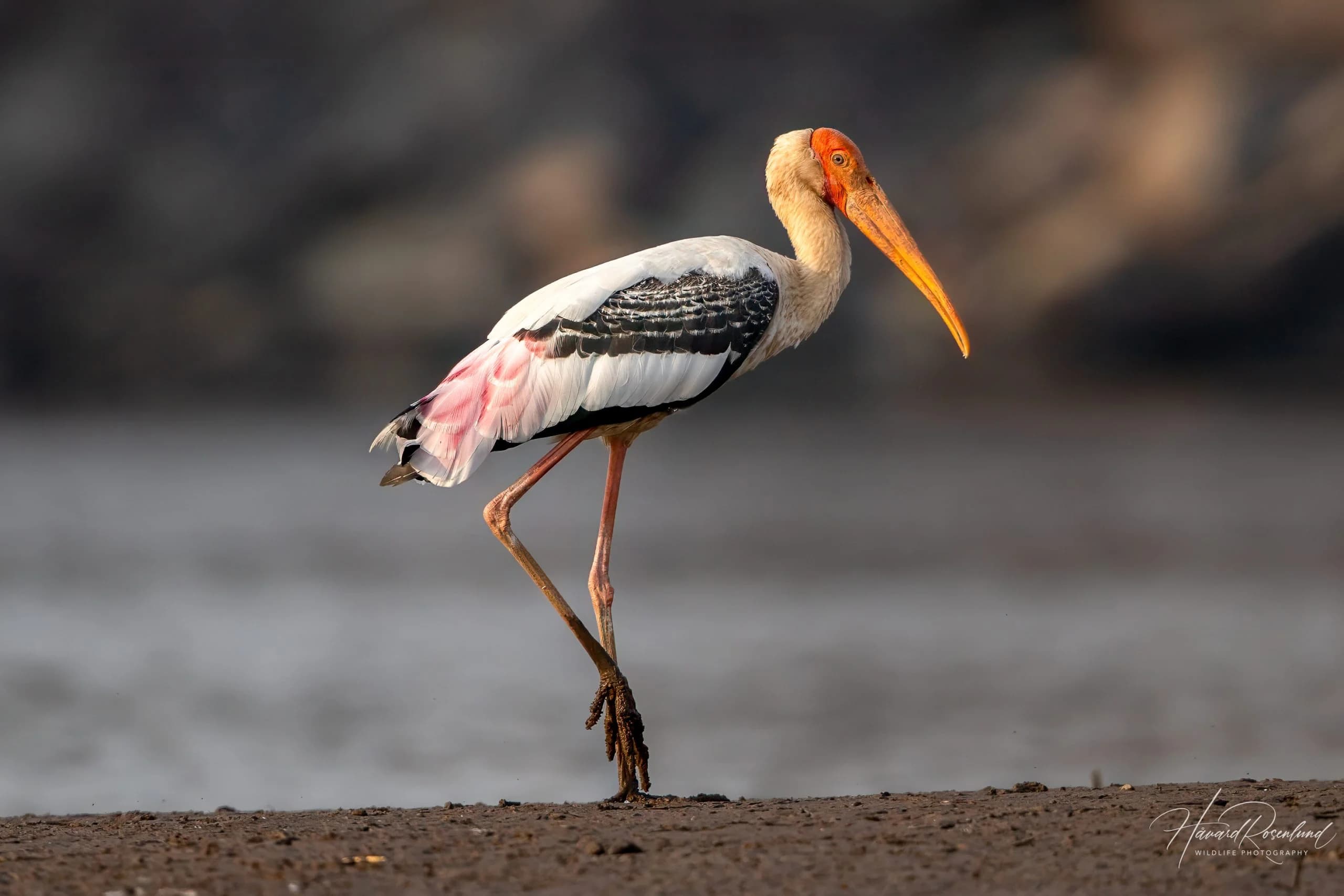 Painted Stork