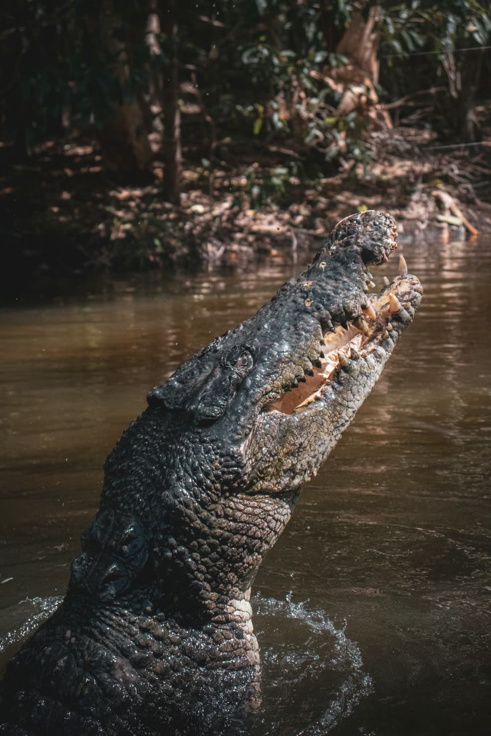 Saltwater Crocodile
